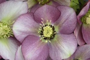 Helleborus 'Paris in Pink' New 2025